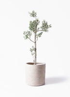 olive-picual-16_1.jpg?1735004910