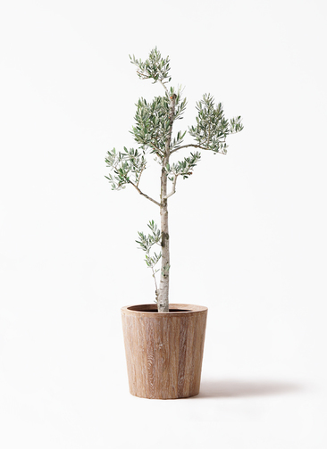 『5年保証』 olive-picual-21_1.jpg?1735004913 バーベキュー・調理用品