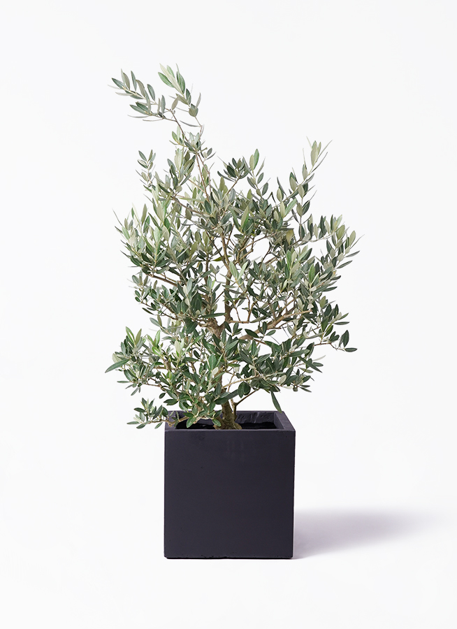 植木鉢　落鑑有り 観葉植物 オリーブの木 8号 ピクアル プラスチック鉢 | 観葉植物なら