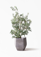 olive-picual-45_1.jpg?1735005006