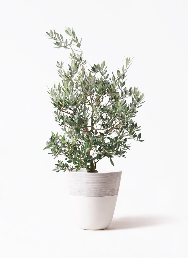 観葉植物 オリーブの木 8号 ピクアル プラスチック鉢 | 観葉植物なら