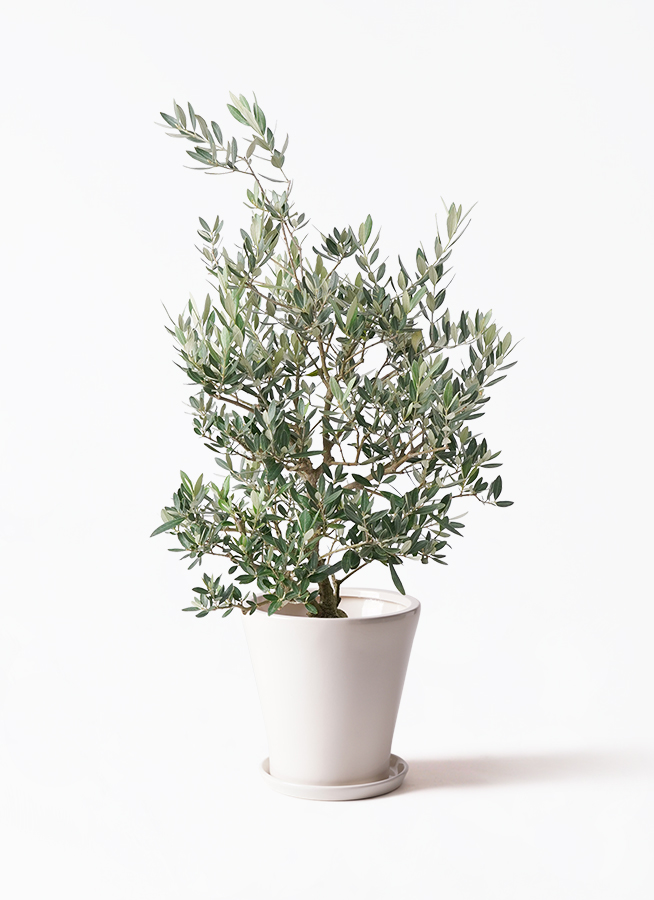 観葉植物 オリーブの木 8号 ピクアル エコストーンGray 付き