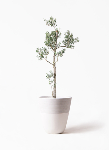 オリーブの木　ピクアル olive-picual-1_0001.jpg?1735006498