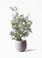 ★☺︎⭐︎☺︎★...& BUHI　オリーブの木　古木　螺旋　10号 olive-picual-40_1.jpg?1735005049