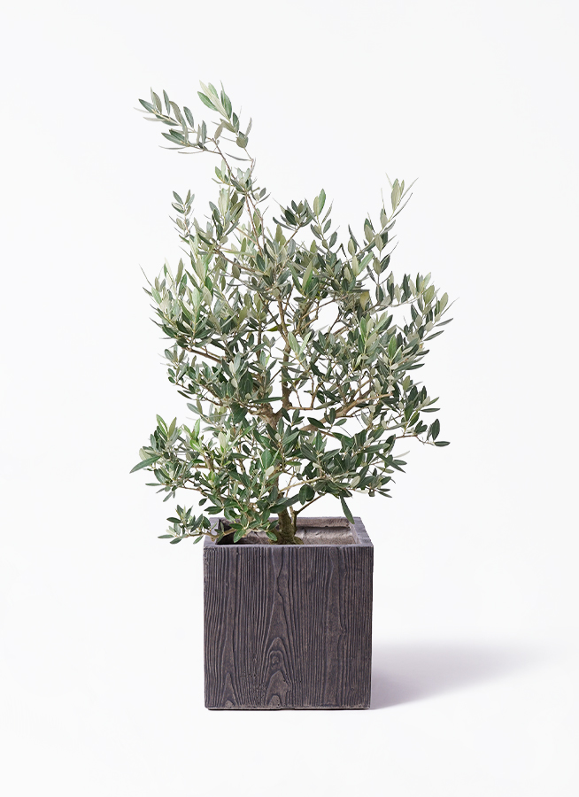 観葉植物 オリーブの木 8号 ピクアル プラスチック鉢 | 観葉植物なら