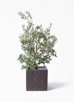 olive-picual-70_1.jpg?1735005056