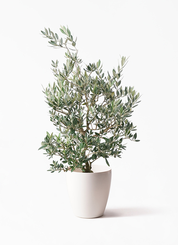 観葉植物 オリーブの木 8号 ピクアル ラスターポット 付き