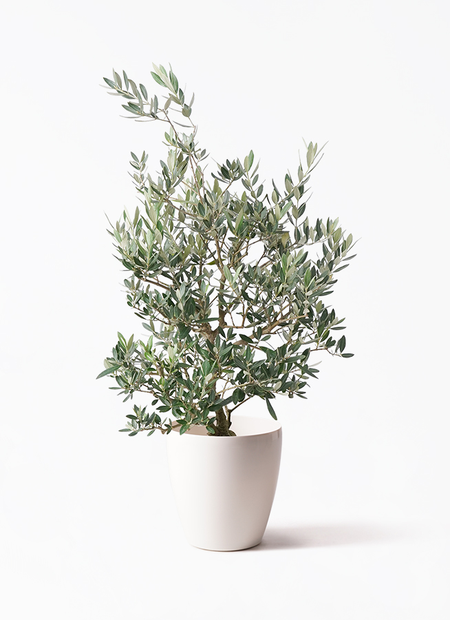 観葉植物 オリーブの木 8号 ピクアル ラスターポット 付き | 観葉植物