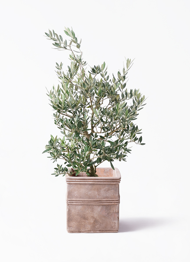 観葉植物 オリーブの木 8号 ピクアル プラスチック鉢 | 観葉植物なら