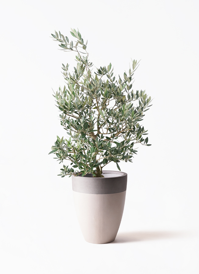 観葉植物 オリーブの木 8号 ピクアル プラスチック鉢 | 観葉植物なら