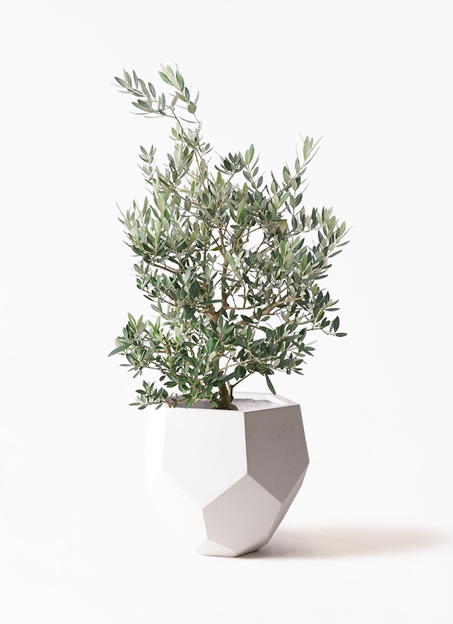 観葉植物 オリーブの木 8号 ピクアル プラスチック鉢 | 観葉植物なら