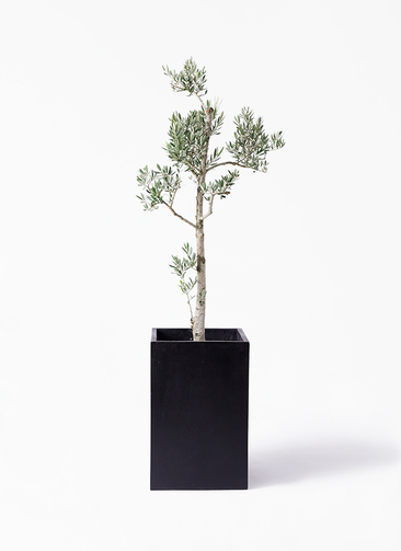 オリーブの木　ピクアル　10号　約145cm　NO.606　人気品種　現品掲載 オリーブの木 ピクアル 10号 約145cm NO.606 人気品種 現品掲載