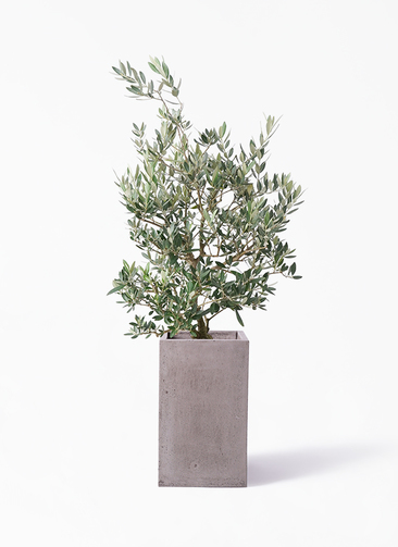 観葉植物 オリーブの木 8号 ピクアル セドナロング グレイ 付き | 観葉