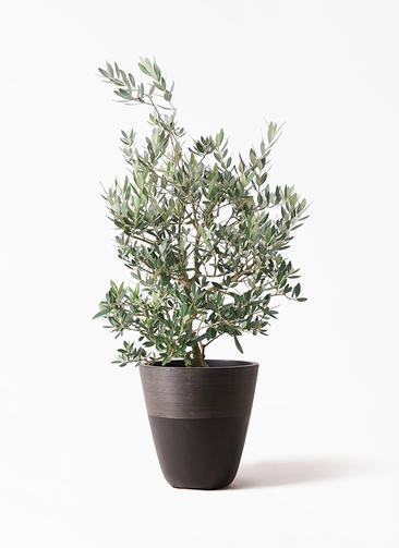 【現品】オリーブ　8号　黒鉢（1）ピクアル＜S-1＞ olive-picual-84_1.jpg?1735005097