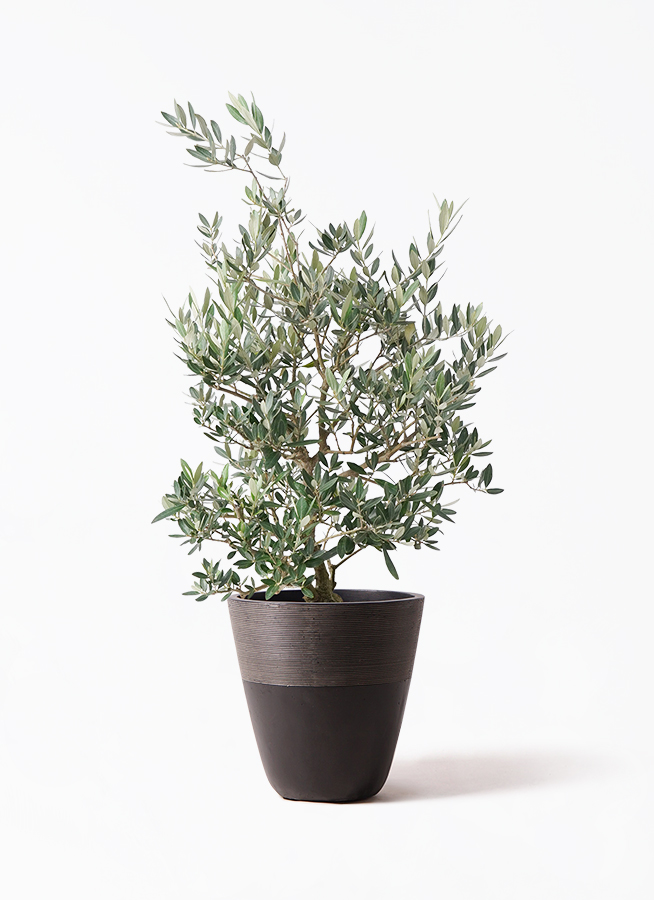 オリーブの木　ピクアル　8号　約140cm　NO.673　人気品種　現品掲載 観葉植物 オリーブの木 8号 ピクアル プラスチック鉢 | 観葉植物なら