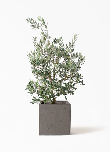 olive-picual-68_1.jpg?1735005099