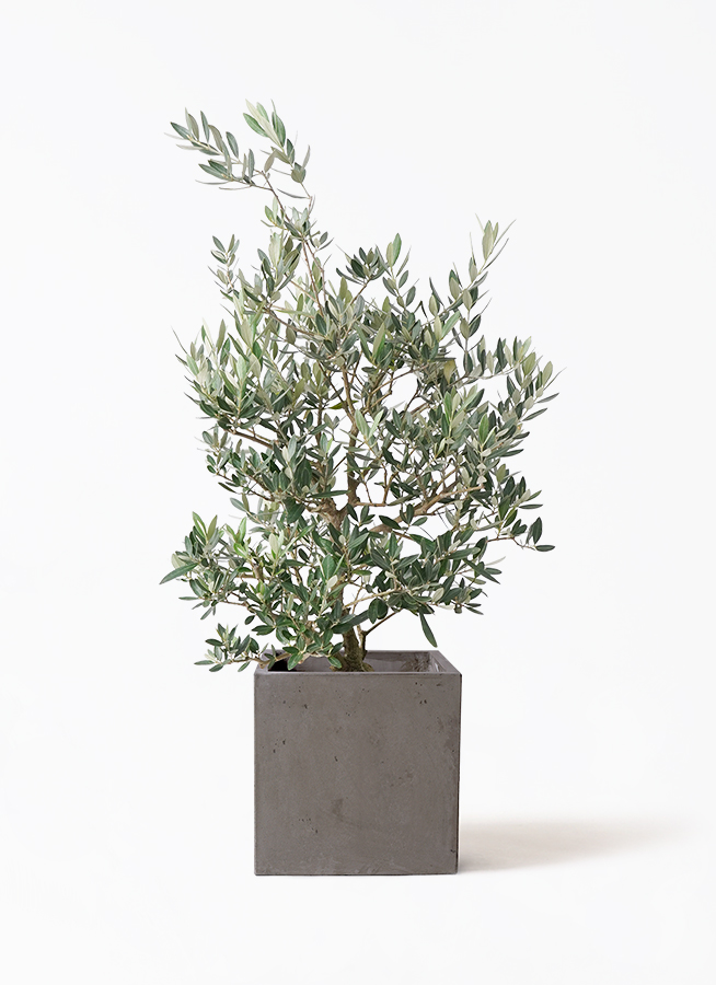 観葉植物 オリーブの木 8号 ピクアル アートストーン ラウンド グレー