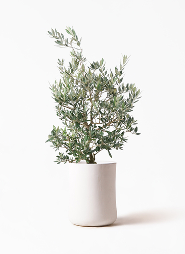 観葉植物 オリーブの木 8号 ピクアル バスク ミドル ホワイト 付き