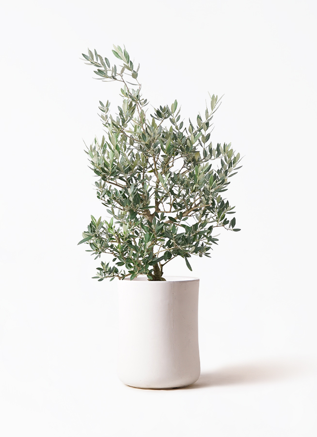 オリーブの木　ピクアル　8号　約135cm　NO.1060　人気品種　現品掲載 観葉植物 オリーブの木 8号 ピクアル バスク ミドル ホワイト 付き