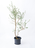 オリーブの木　レッチーノ 観葉植物 オリーブの木 10号 レッチーノ Eco Stone (エコ