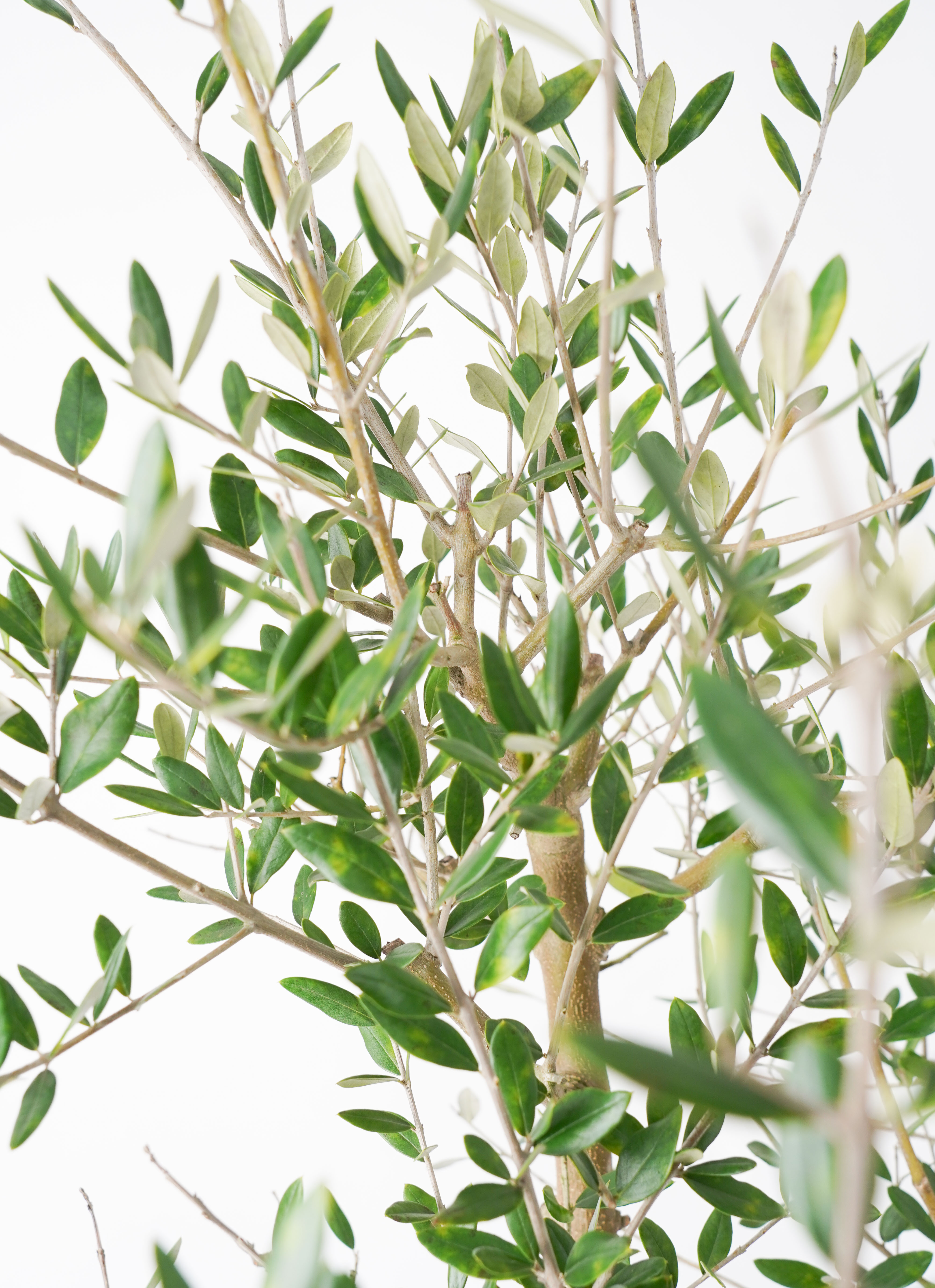 観葉植物 オリーブ 10号 レッチーノ ウッドプランター 付き | 観葉植物