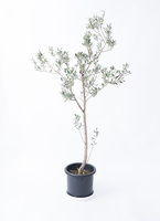 olive-manzanillo-2_0001.jpg?