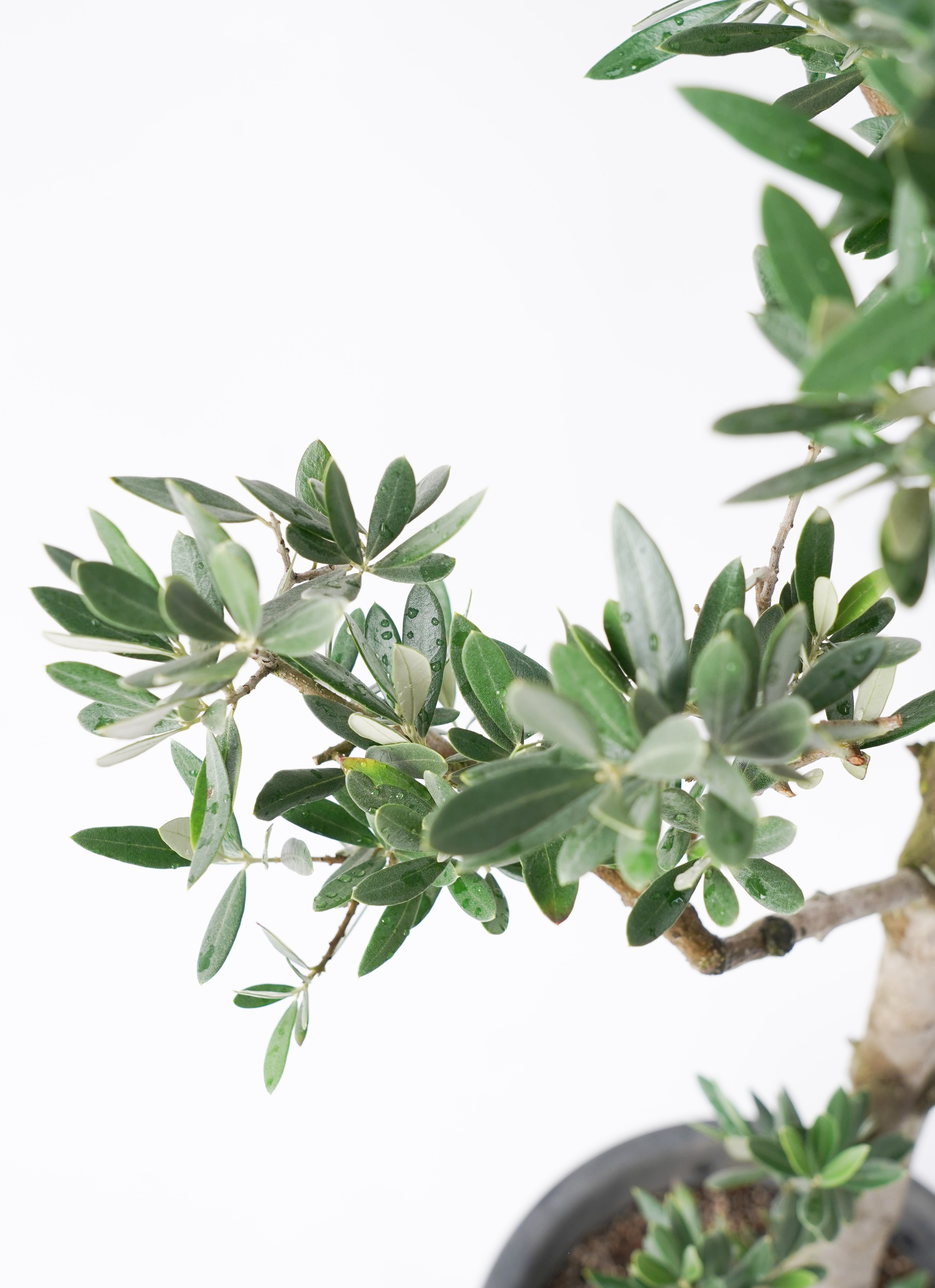 観葉植物 オリーブ 10号 ピクアル プラスチック鉢 | 観葉植物なら
