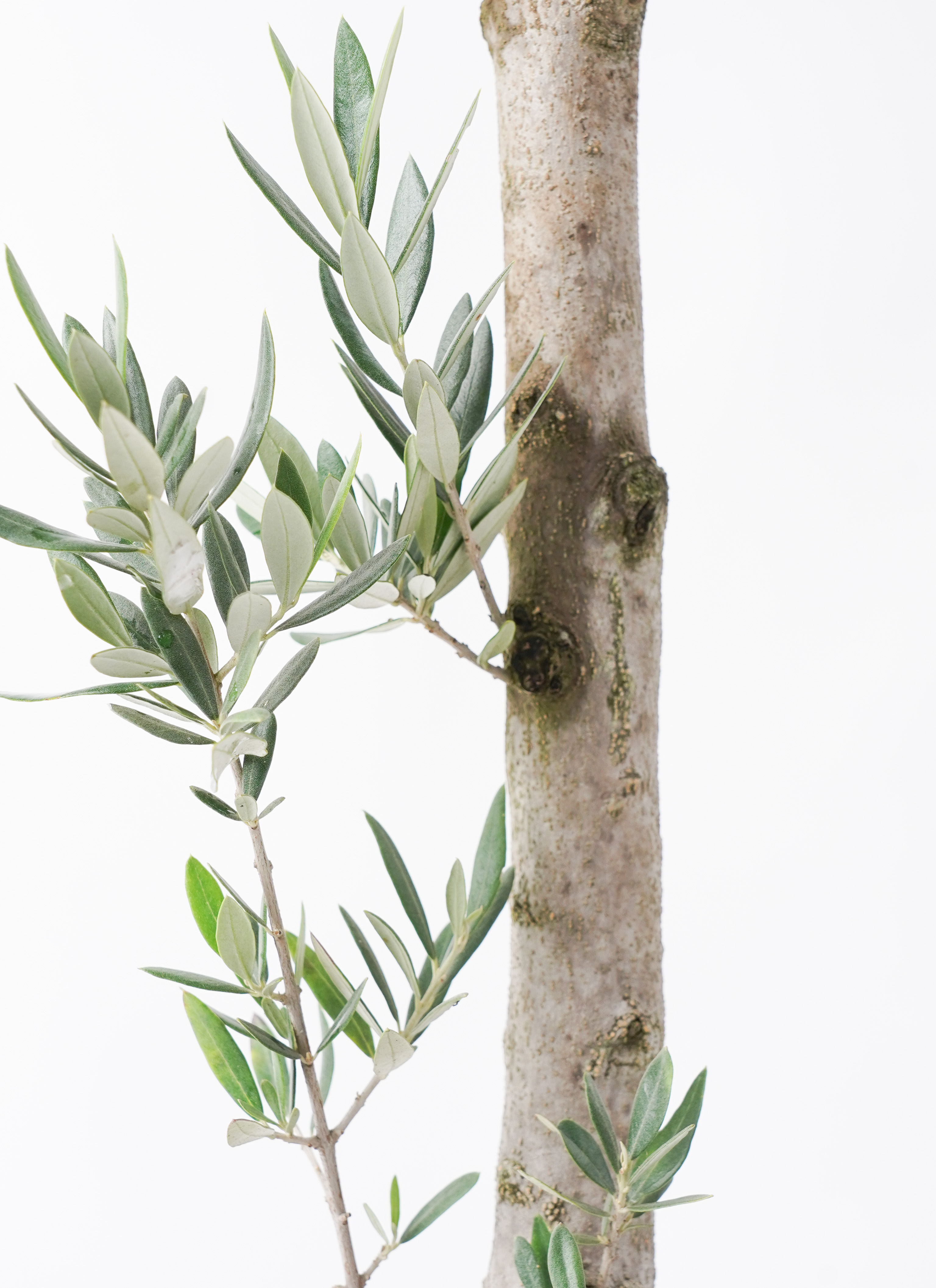 観葉植物 オリーブ 10号 ピクアル プラスチック鉢 | 観葉植物なら