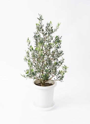 オリーブの木 コロネイキ 8号 約100cm NO.571 一点物 olive-58_0001.jpg?1735006573