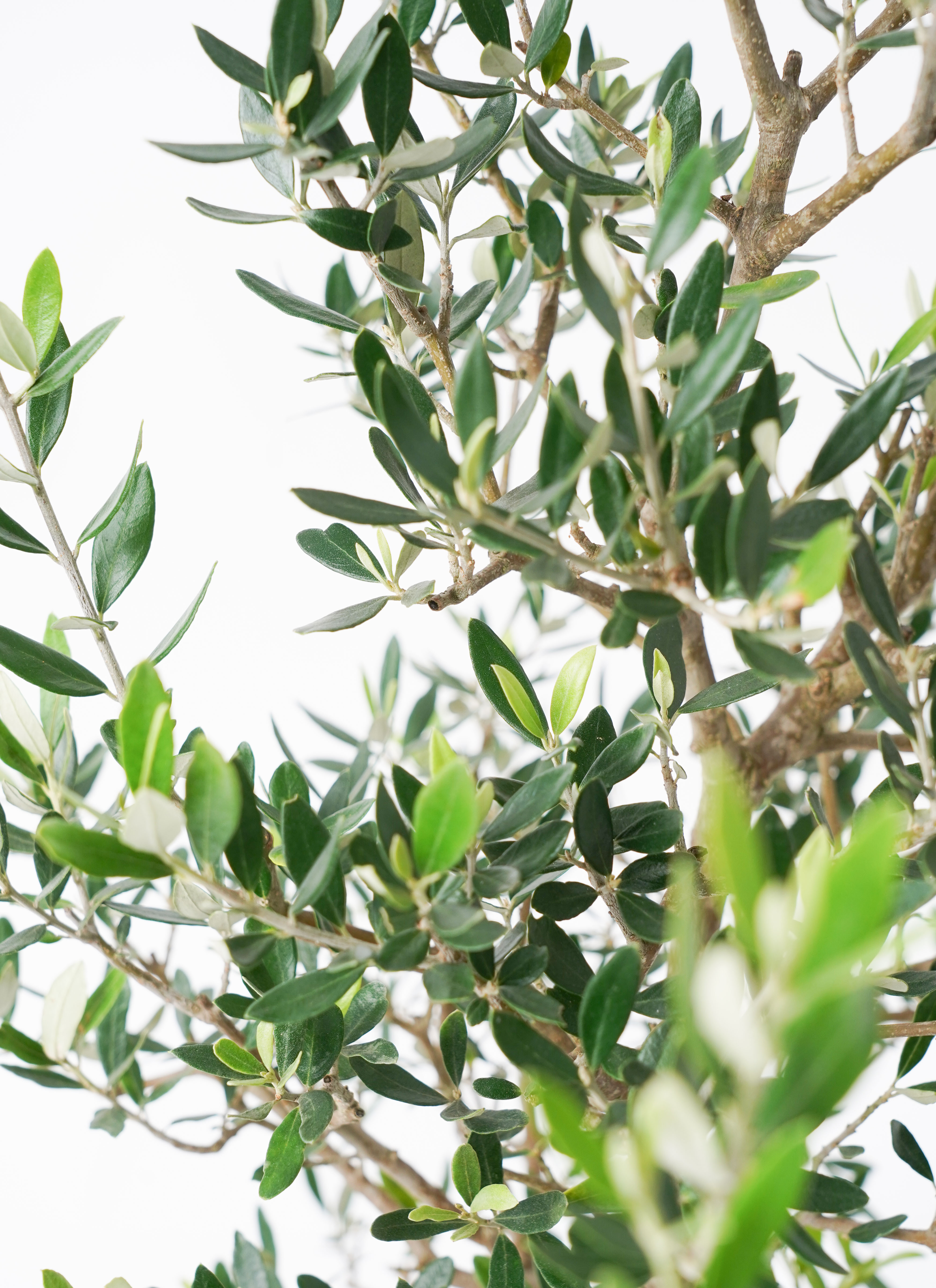 オリーブの木　植木　観葉植物 観葉植物 オリーブ 8号 コロネイキ ラッシュバスケット 付き