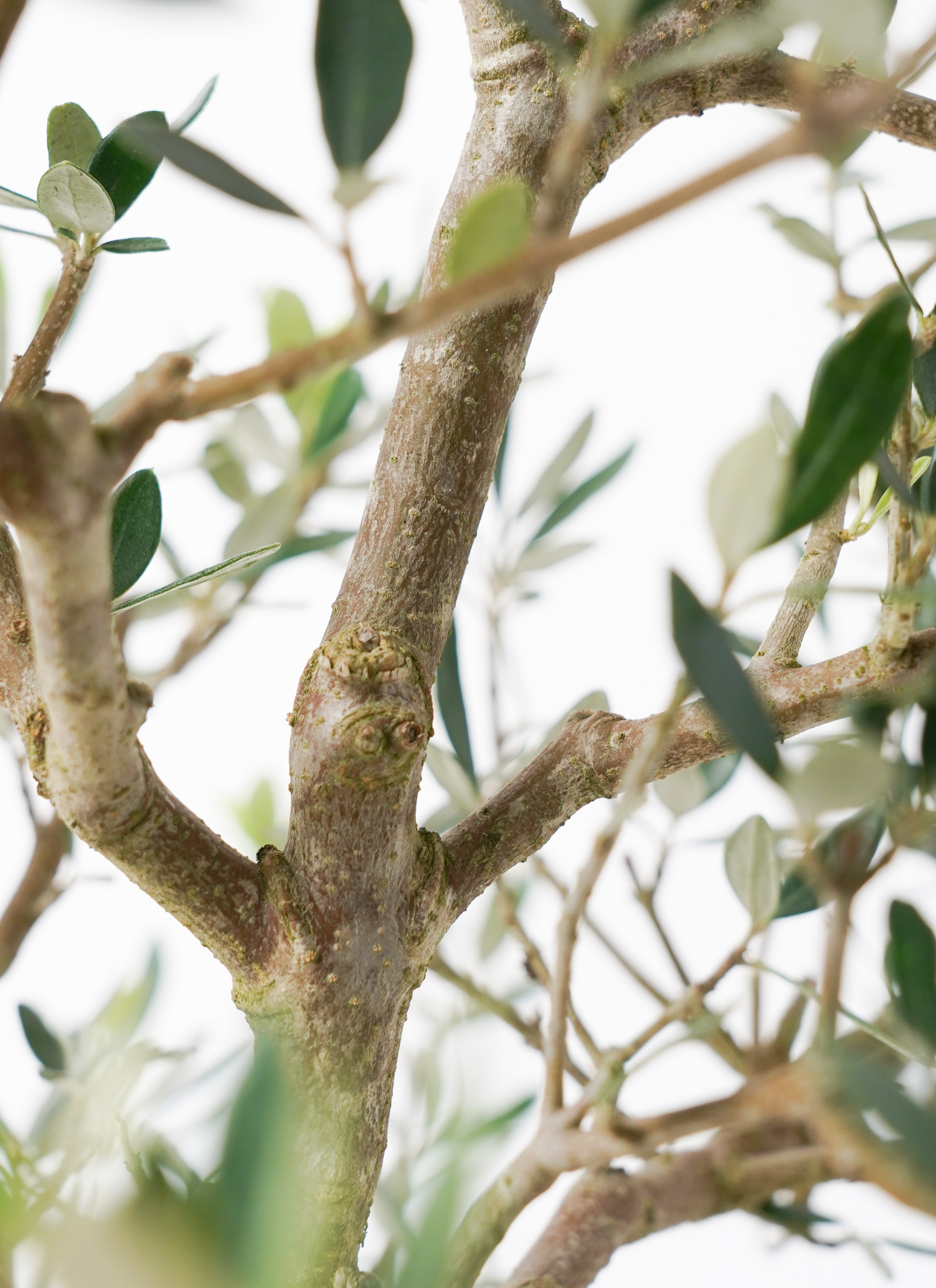 観葉植物 オリーブ 8号 コロネイキ ラッシュバスケット 付き