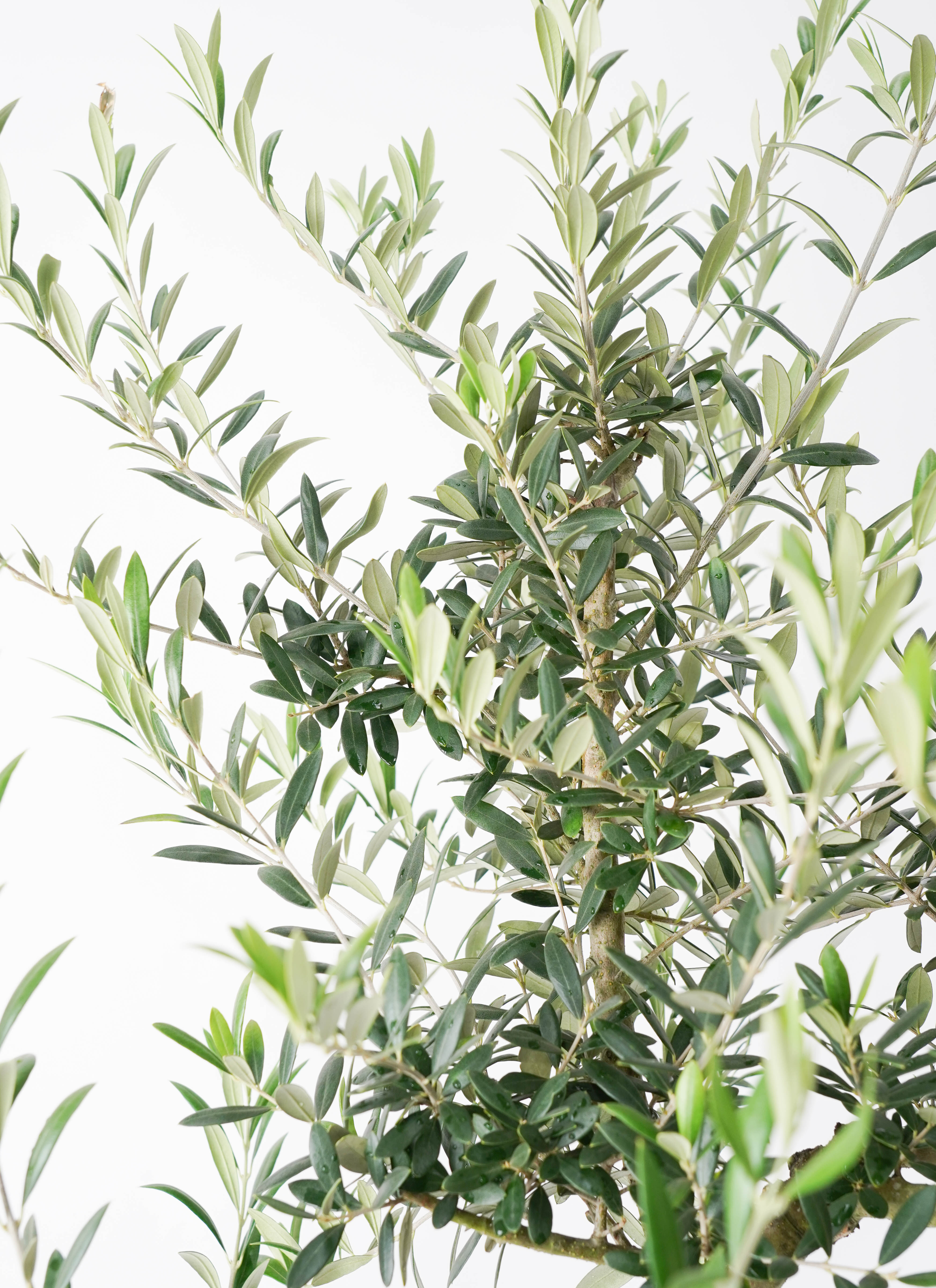 観葉植物 オリーブ 10号 アルベキーナ サブリナ 白 付き | 観葉