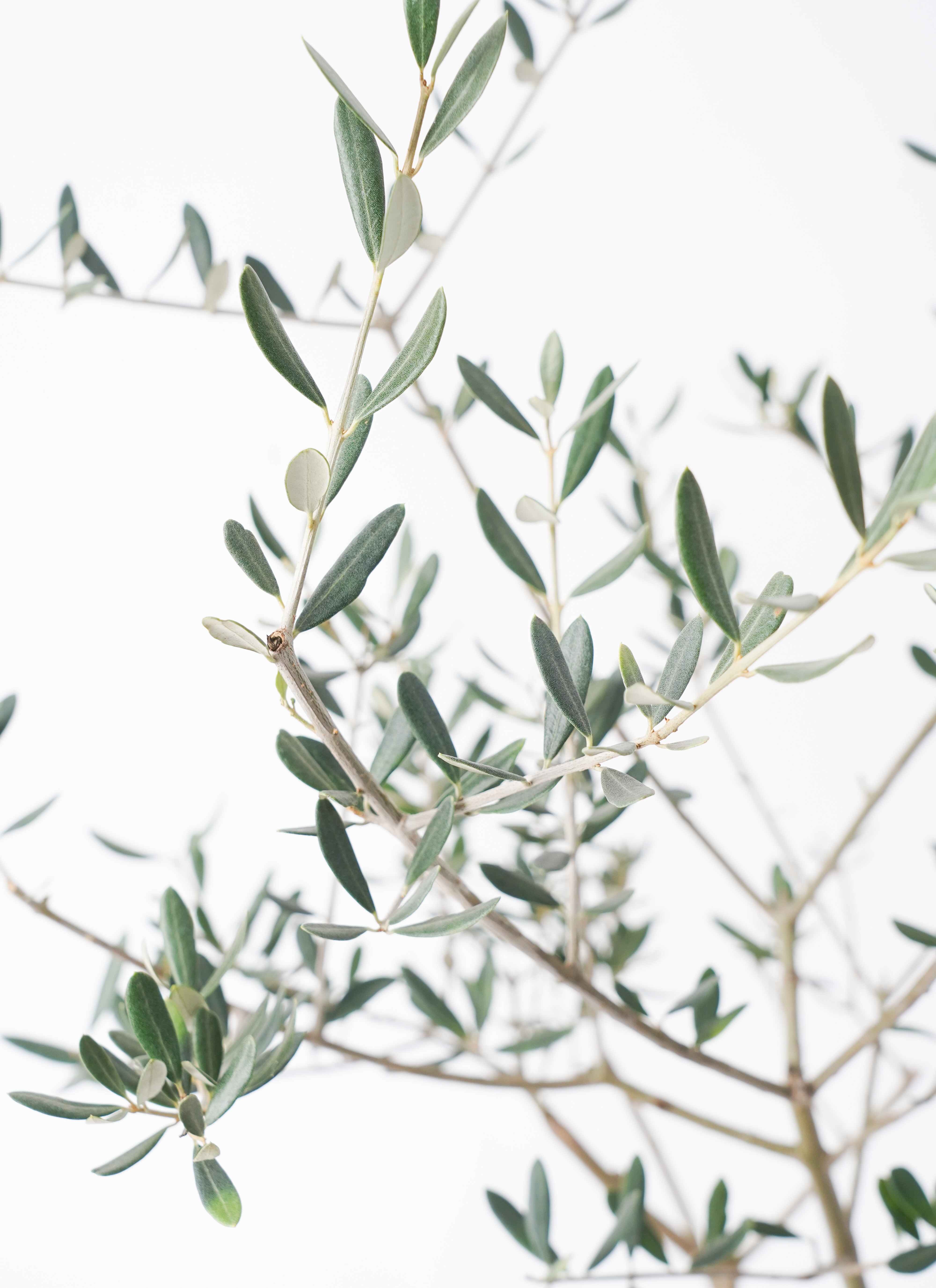 専用【olive  プロフ読んで下さい。】様 楽天市場】オリーブ オリーブの木 ホワイトセラアート鉢 8号鉢