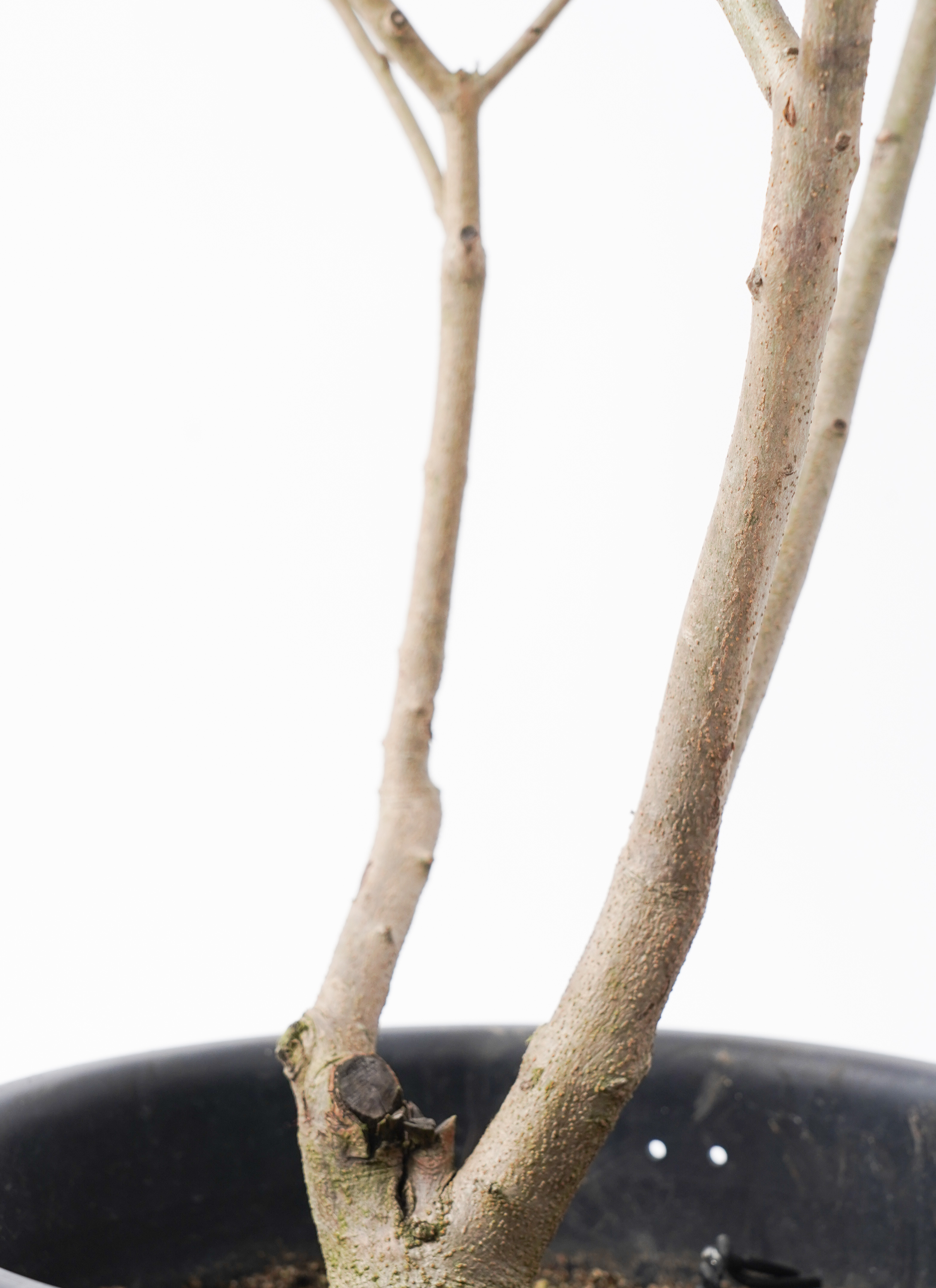 観葉植物 オリーブ 8号 マンザニロ リブバスケットNatural 付き | 観葉
