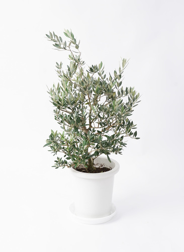 olive-picual-39_0001.jpg?