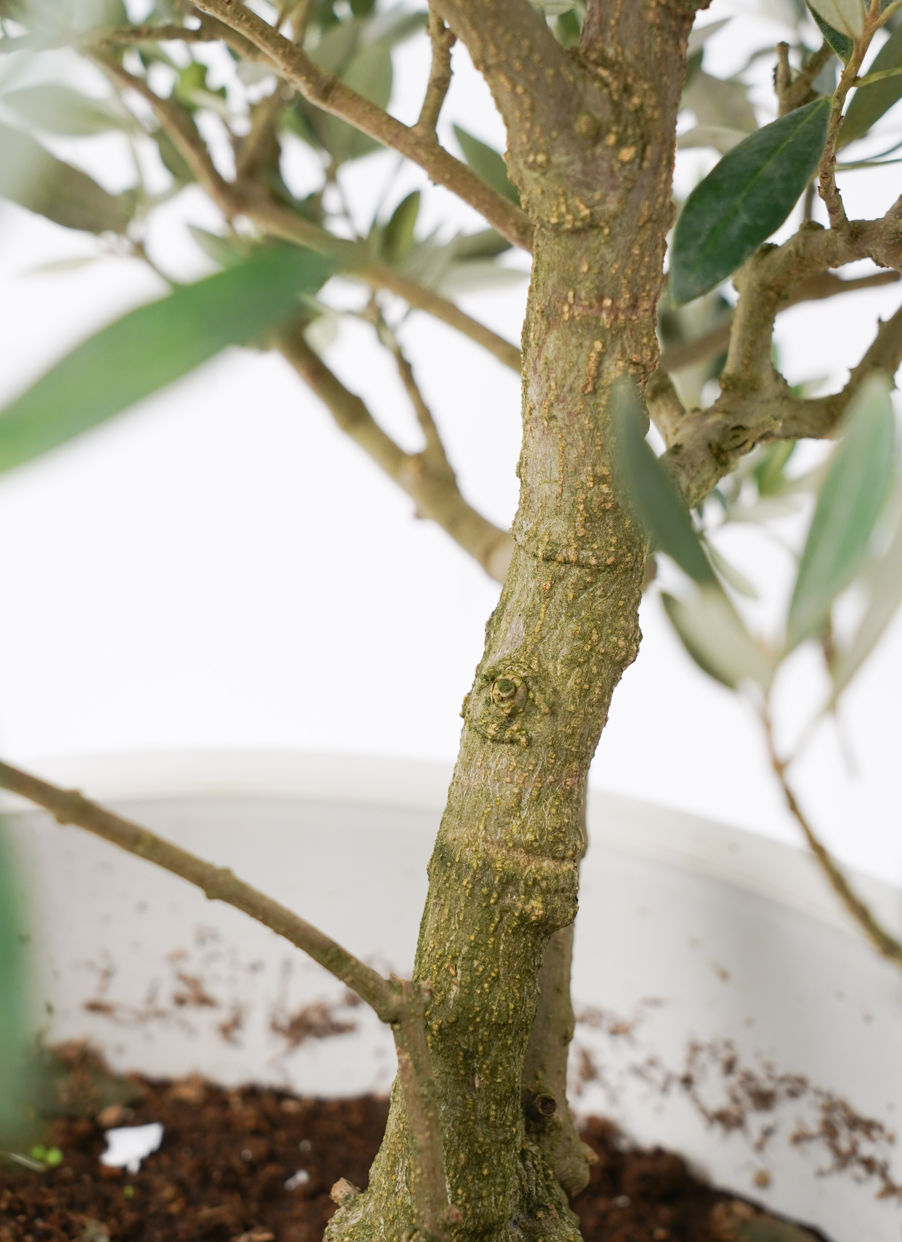 観葉植物 オリーブの木 8号 ピクアル プラスチック鉢 | 観葉植物