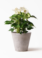 anthurium-334_1.jpg?1565161335