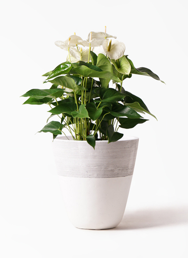 anthurium-309_1.jpg?1565161455