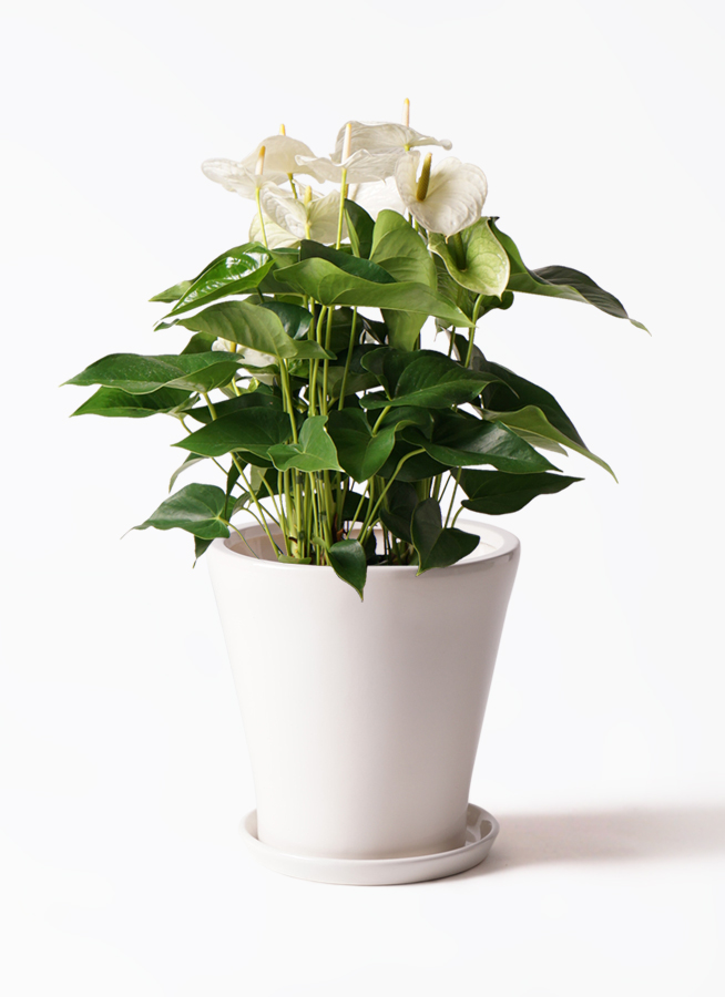 の*ん様 ❤️開花株❤️超大株❤️☘️639 【Ashwood】【ASHWOOD 𝓩𝓪𝓾𝓫𝓮𝓻 on X