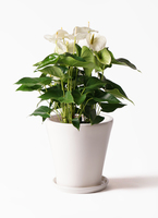 anthurium-278_1.jpg?1565161474