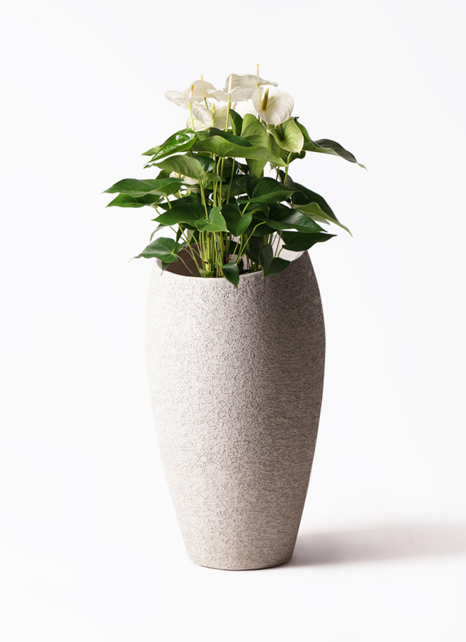 観葉植物 アンスリウム 8号 ホワイト プラスチック鉢 | 観葉植物なら