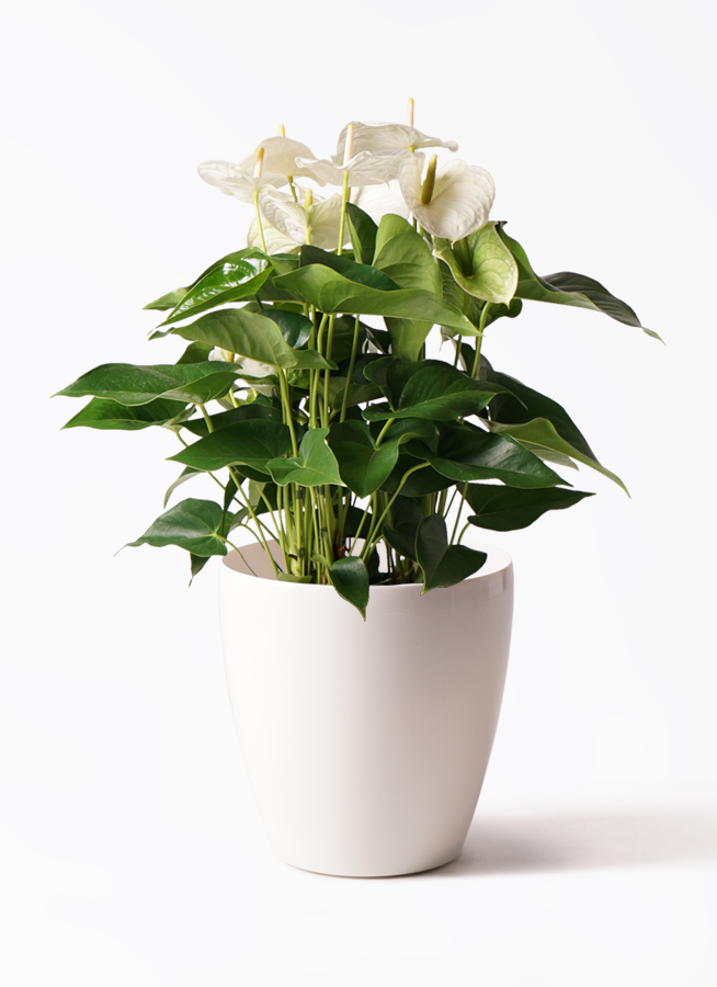anthurium-289_1.jpg?1565161539 anthurium-289_1.jpg?1565161539