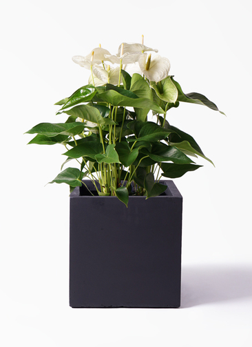 観葉植物 アンスリウム 8号 ホワイト ベータ キューブプランター 黒