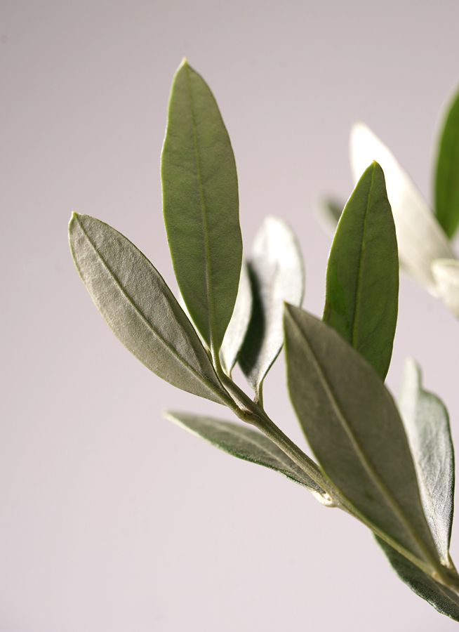 LILY brunt kozara オリーブ １枚 新品】neru design kozara BRUNT LILY olive