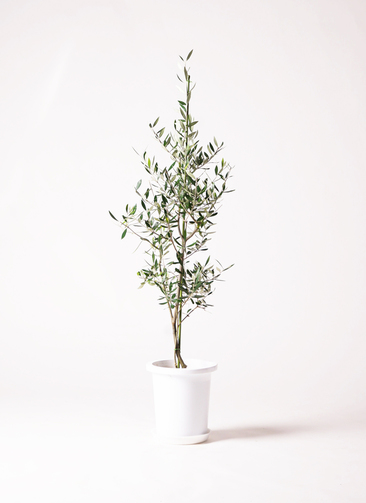 オリーブの木 コラチナ 盆栽風 8号 約50cm 現品販売 観葉植物 オリーブの木 8号 コラティーナ (コラチナ) エコストーンGray