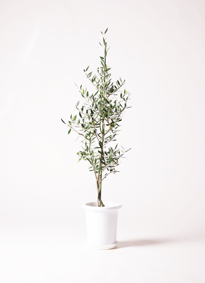 観葉植物 オリーブの木 8号 コロネイキ プラスチック鉢 / 小倉園