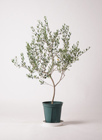 olive-manzanillo-258_0001.jpg?