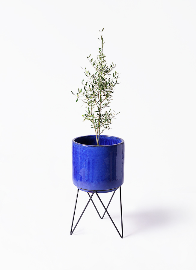 オリーブの木 　１点もの　受け止めた波動　約38cm 観葉植物】オリーブの木90cm～110cm(027-1386) | 鹿児島県指宿市