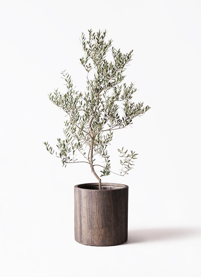 オリーブの木☆レッチーノ　オリーブの苗　苗木【338】 観葉植物 オリーブの木 10号 レッチーノ Eco Stone (エコ