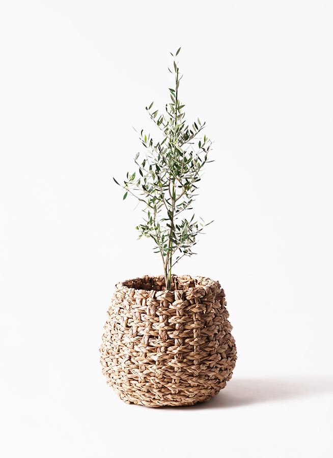 観葉植物 オリーブの木 8号 コロネイキ エステリ グリーン 付き / 小倉